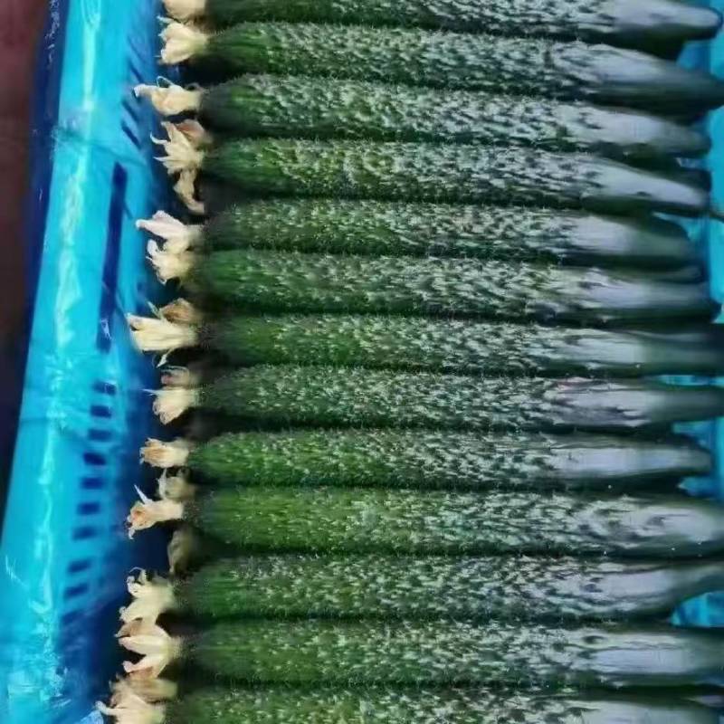 万亩精品密刺黄瓜交易中心质量好，商超直供保质保量对接