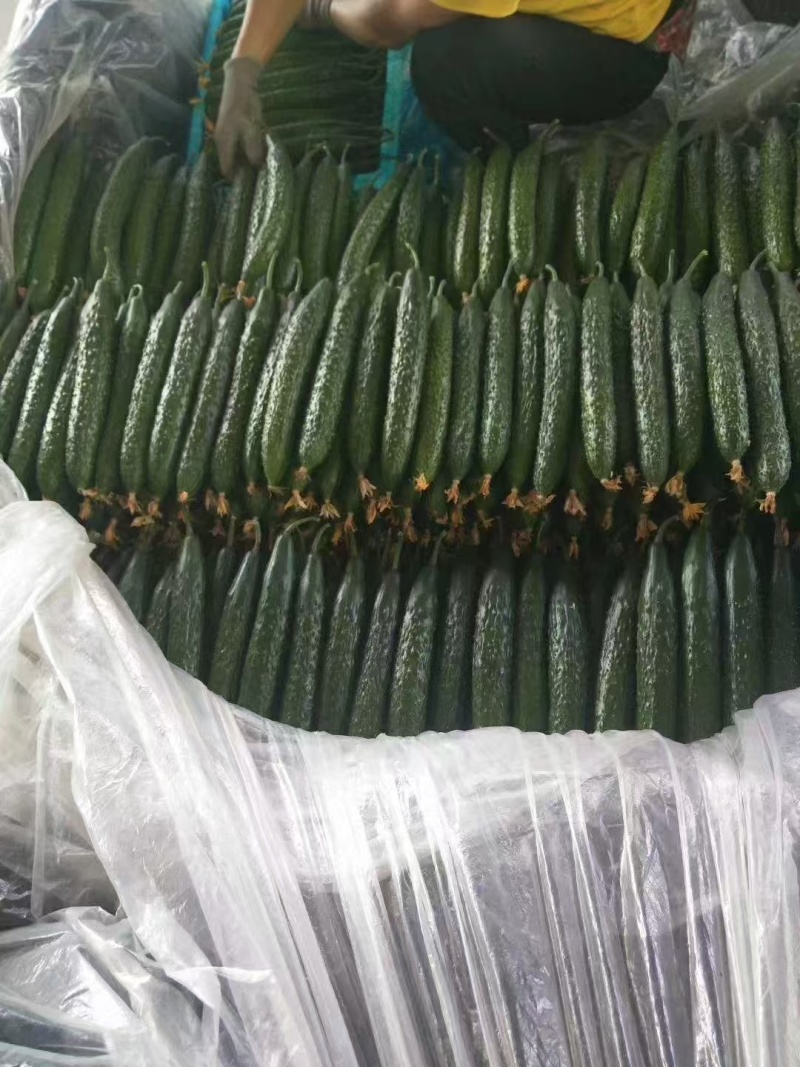 万亩精品密刺黄瓜交易中心质量好，商超直供保质保量对接