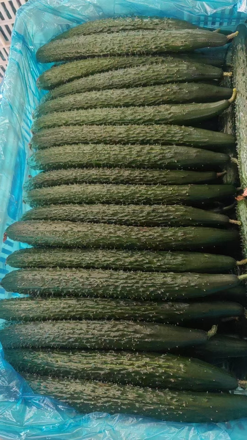 万亩精品密刺黄瓜交易中心质量好，商超直供保质保量对接