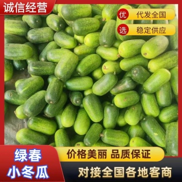 精品青皮地冬瓜货源充足坏烂包赔品质保证量大从优