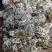 2026年广西黄花饭花迈五色糯米饭高山密蒙花植物黄香花染