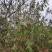 2026年广西黄花饭花迈五色糯米饭高山密蒙花植物黄香花染