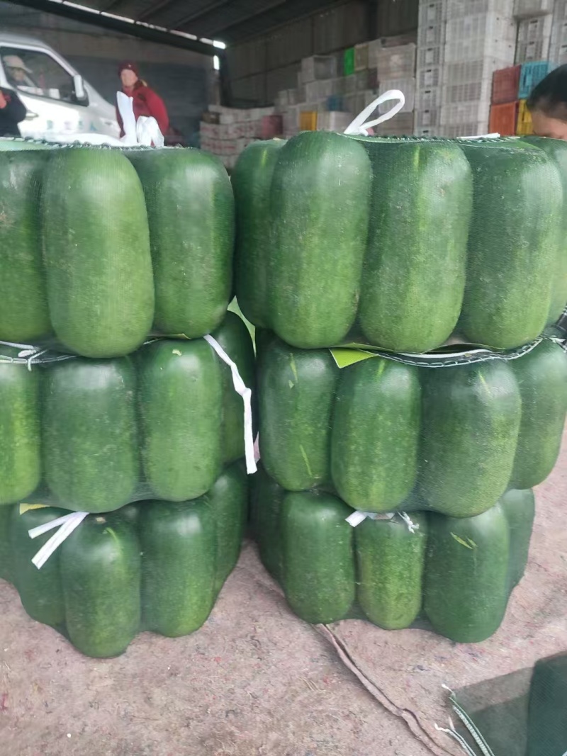 精品青皮地冬瓜货源充足坏烂包赔品质保证量大从优