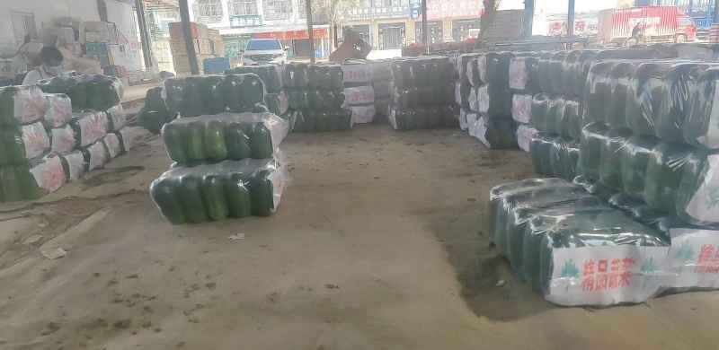 精品青皮地冬瓜货源充足坏烂包赔品质保证量大从优