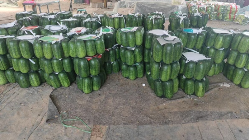 精品青皮地冬瓜货源充足坏烂包赔品质保证量大从优