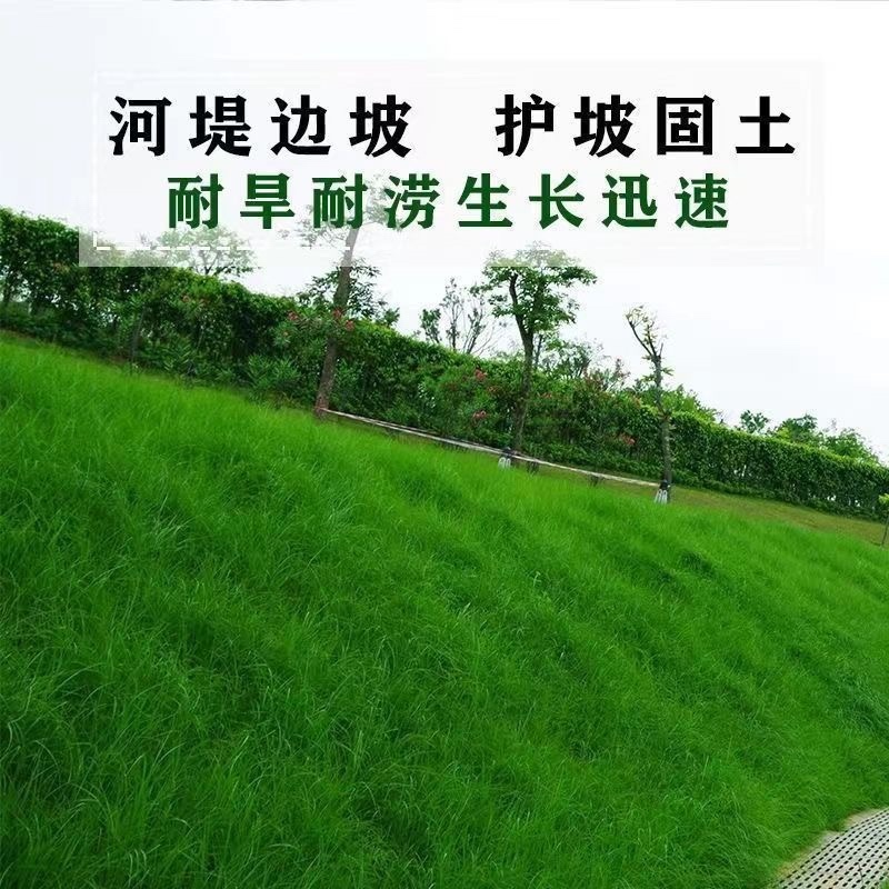 天津高羊毛高羊茅绿化草品质保证诚信经营欢迎联系