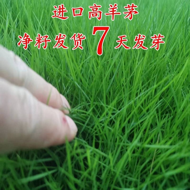 天津高羊毛高羊茅绿化草品质保证诚信经营欢迎联系