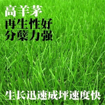 天津高羊毛高羊茅绿化草品质保证诚信经营欢迎联系