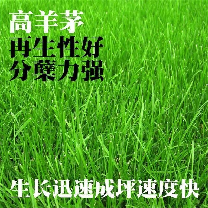 天津高羊毛高羊茅绿化草品质保证诚信经营欢迎联系