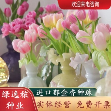 荷兰郁金香种球室内外阳台盆栽好养花苗水养绿化花海植物花