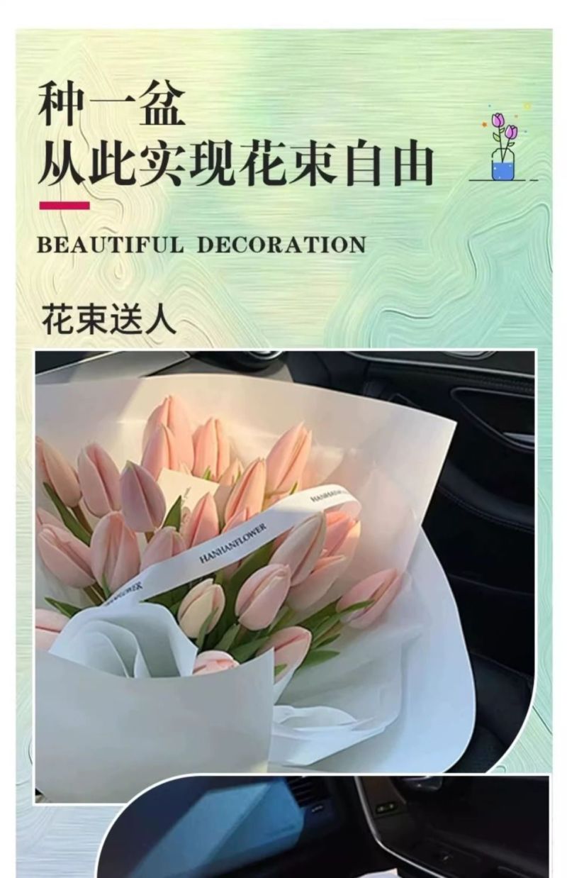 荷兰郁金香种球室内外阳台盆栽好养花苗水养绿化花海植物花