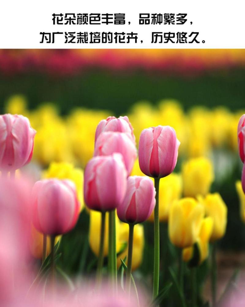 荷兰郁金香种球室内外阳台盆栽好养花苗水养绿化花海植物花