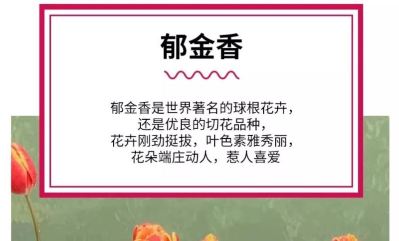荷兰郁金香种球室内外阳台盆栽好养花苗水养绿化花海植物花