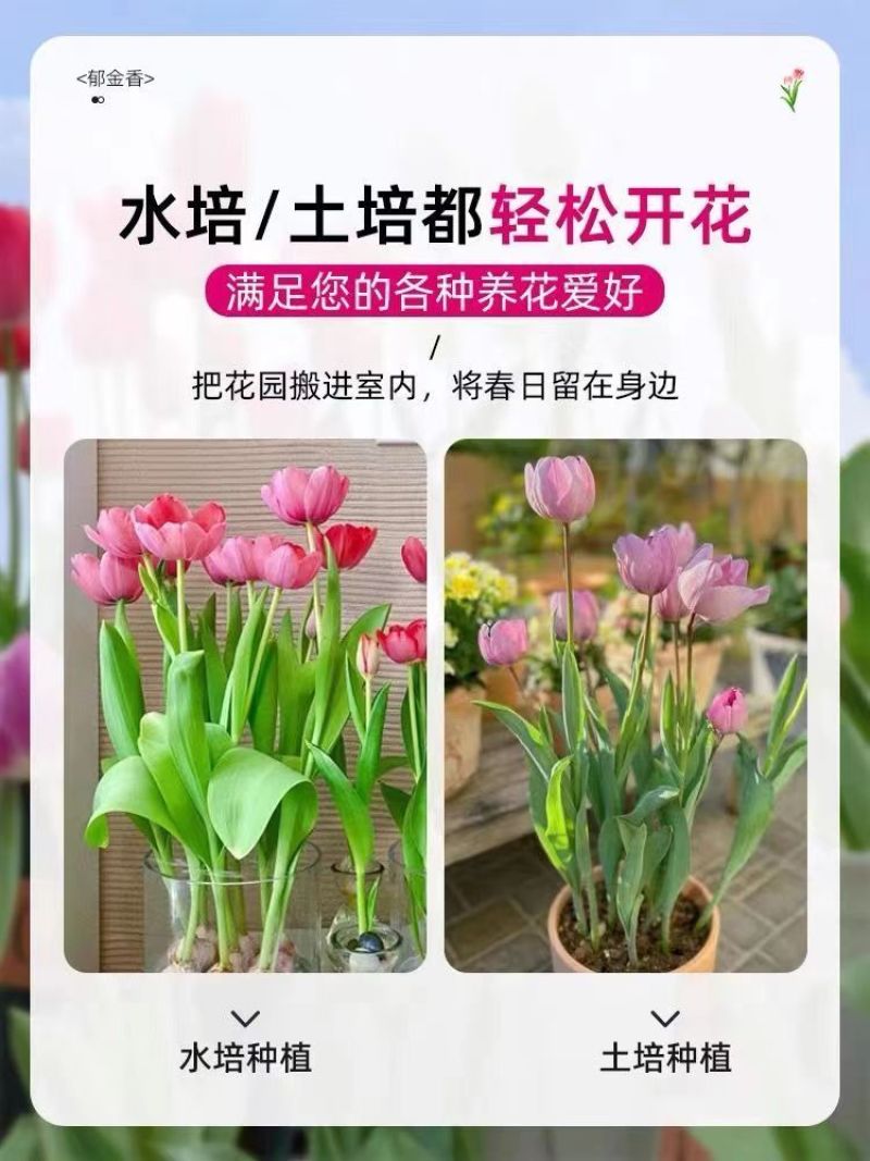 荷兰郁金香种球室内外阳台盆栽好养花苗水养绿化花海植物花