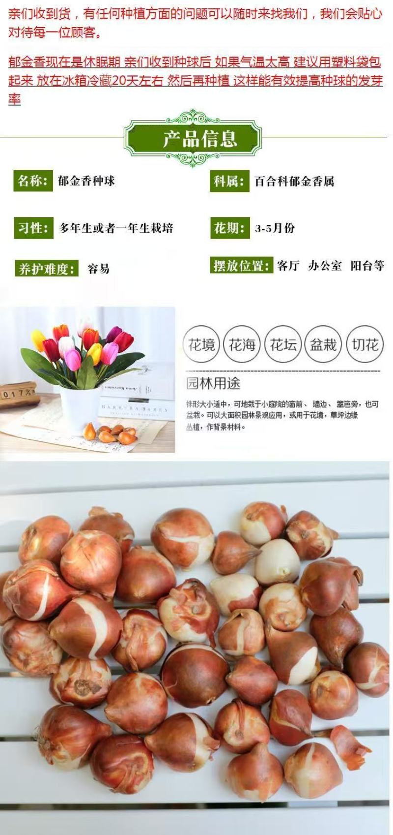 荷兰郁金香种球室内外阳台盆栽好养花苗水养绿化花海植物花