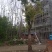 香樟树