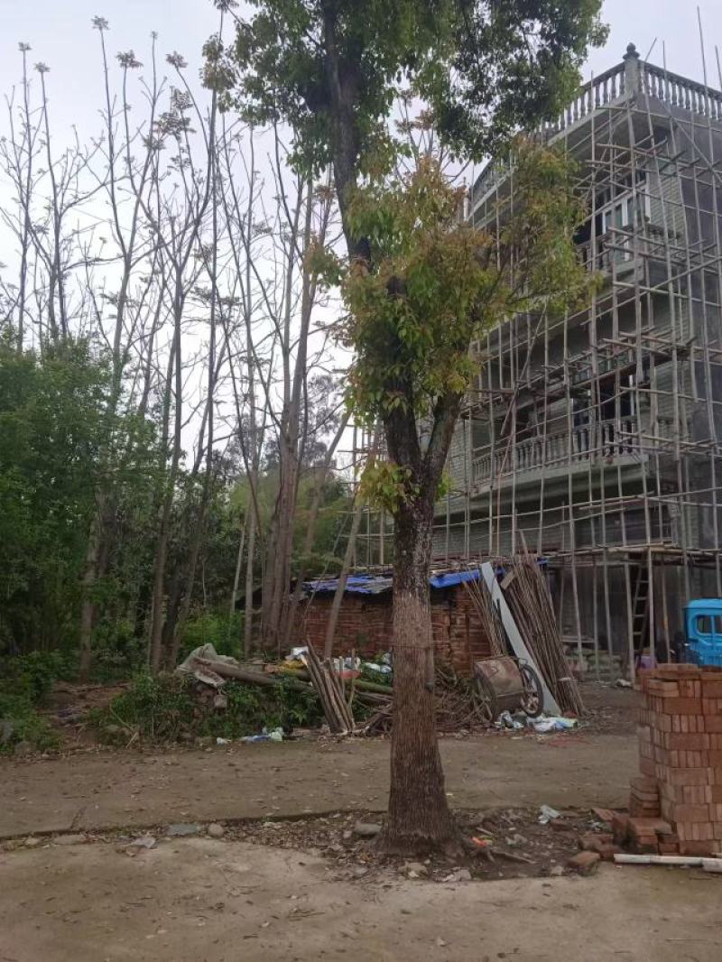 香樟树
