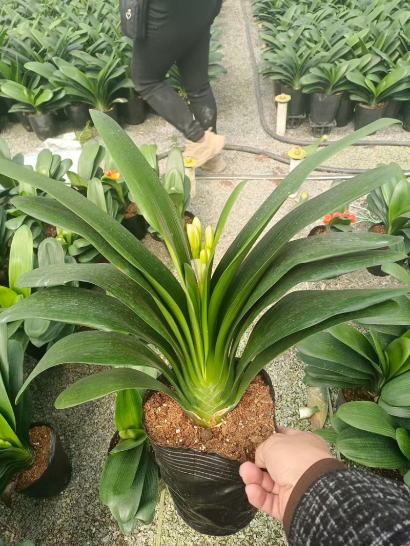 18杯开花君子兰