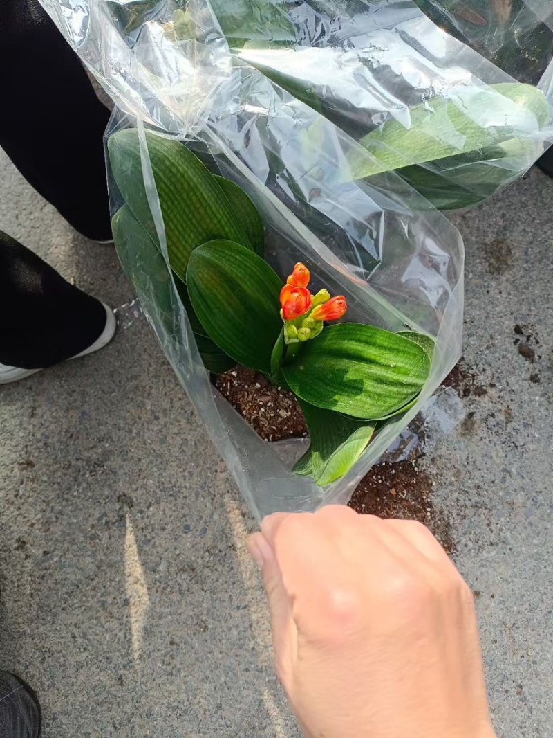 18杯开花君子兰