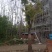 香樟树