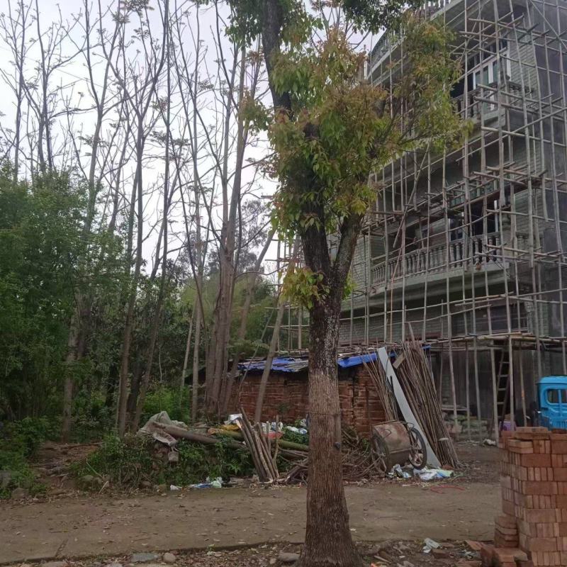 香樟树