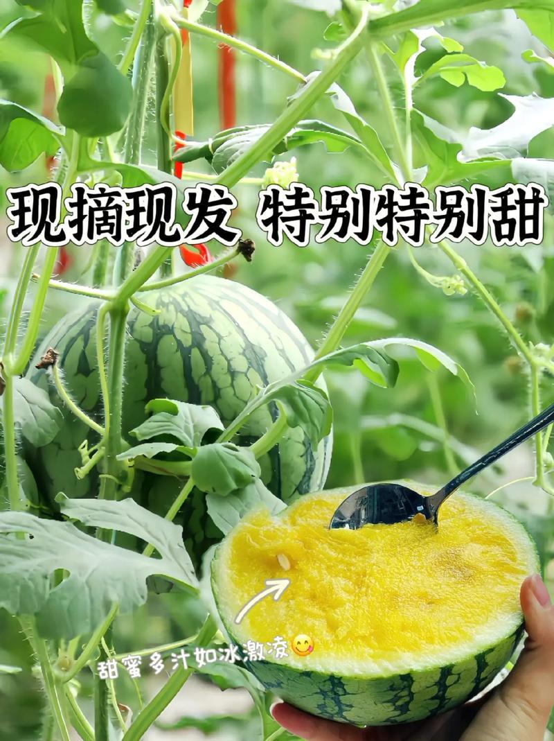 特小凤西瓜江苏西瓜口感好价格实惠量大价优品质保障欢迎电联