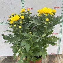 140#大量黄菊上市了，一箱24盆，基地直发，实物实拍