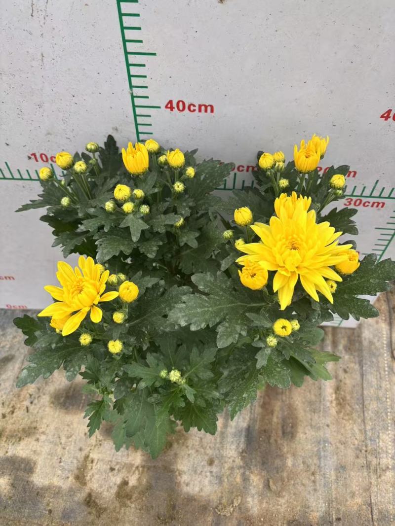 140#大量黄菊上市了，一箱24盆，基地直发，实物实拍