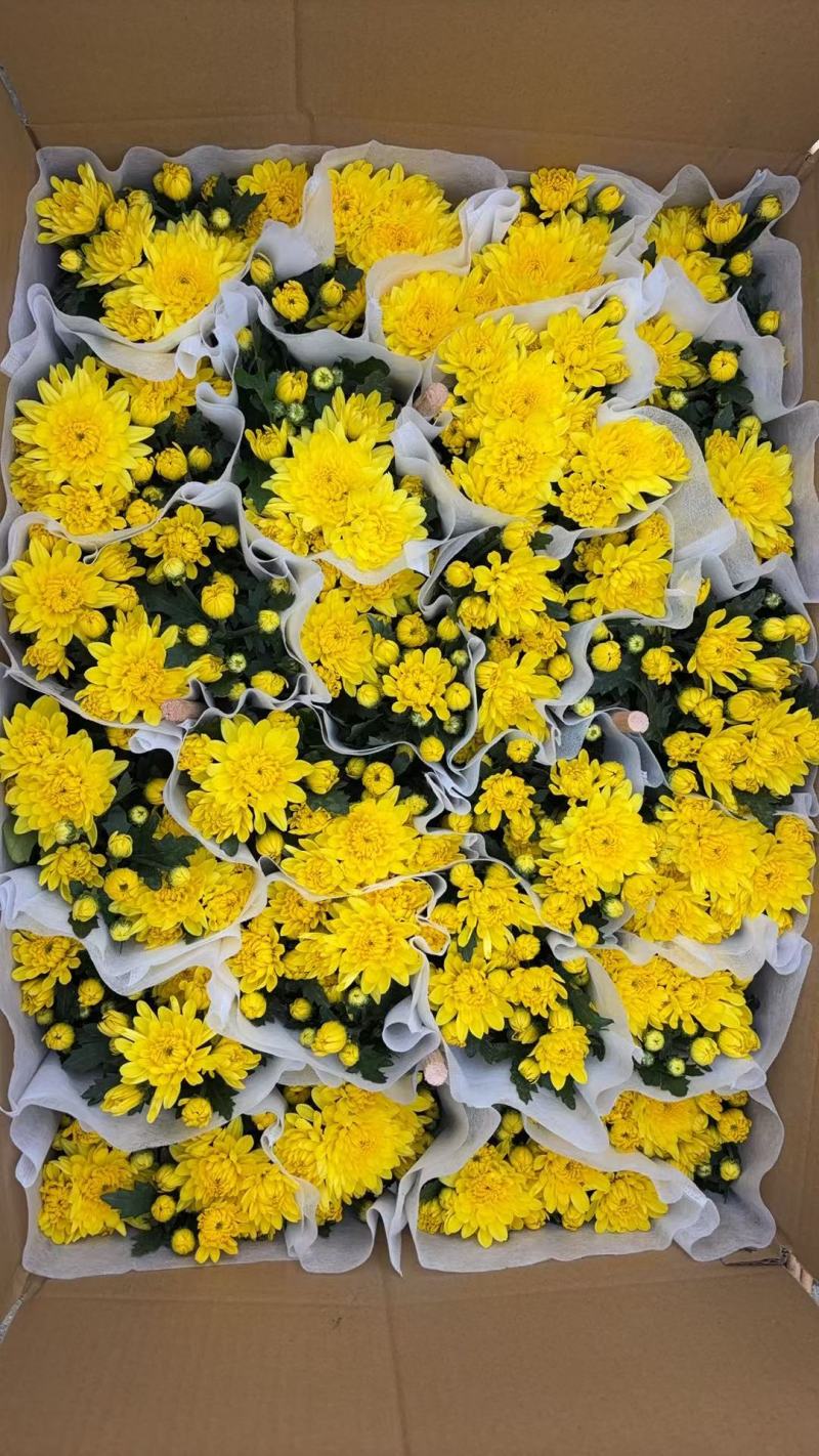 140#大量黄菊上市了，一箱24盆，基地直发，实物实拍