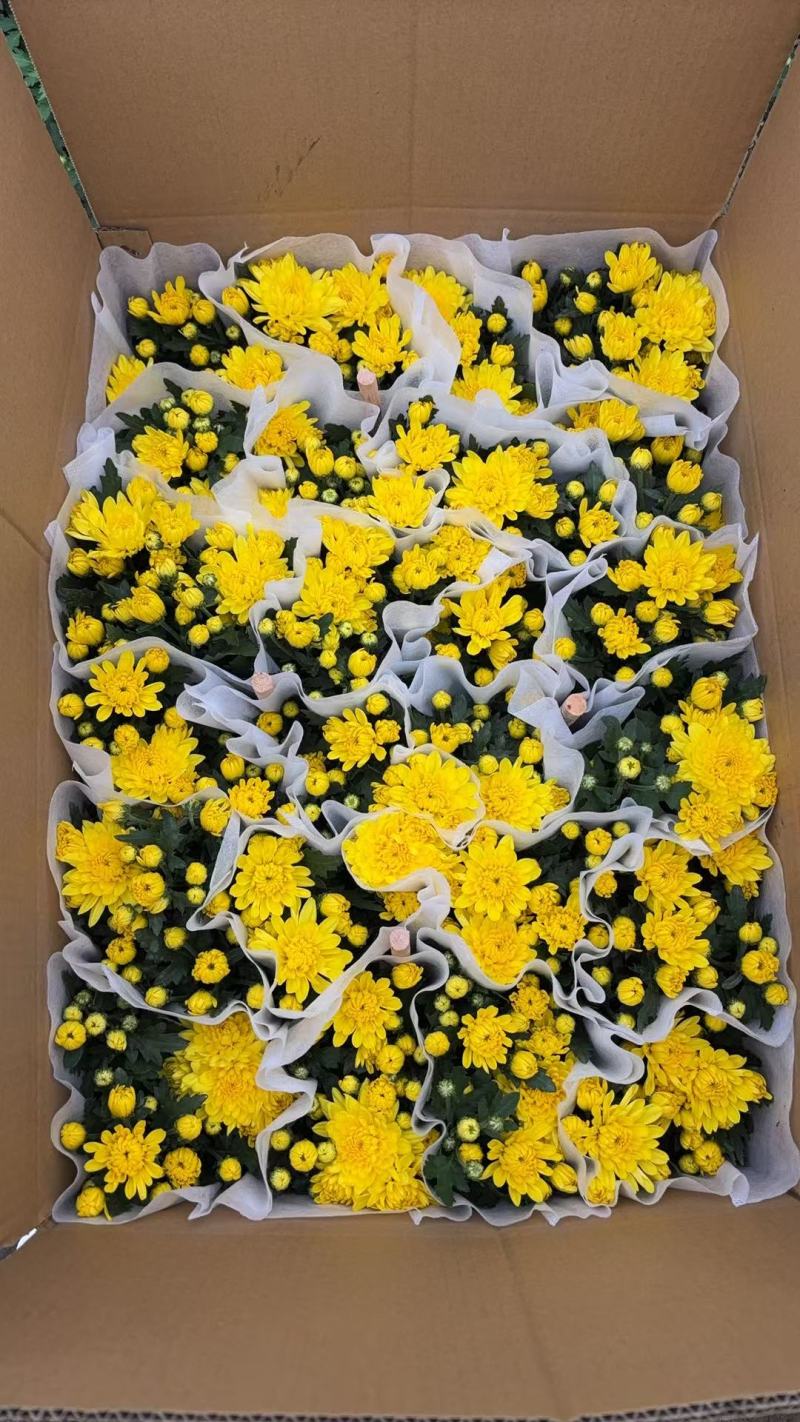 140#大量黄菊上市了，一箱24盆，基地直发，实物实拍