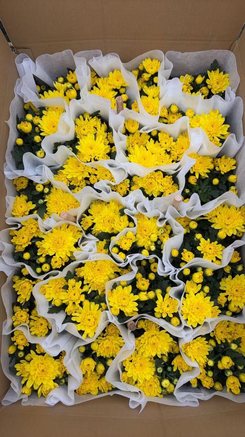 140#大量黄菊上市了，一箱24盆，基地直发，实物实拍
