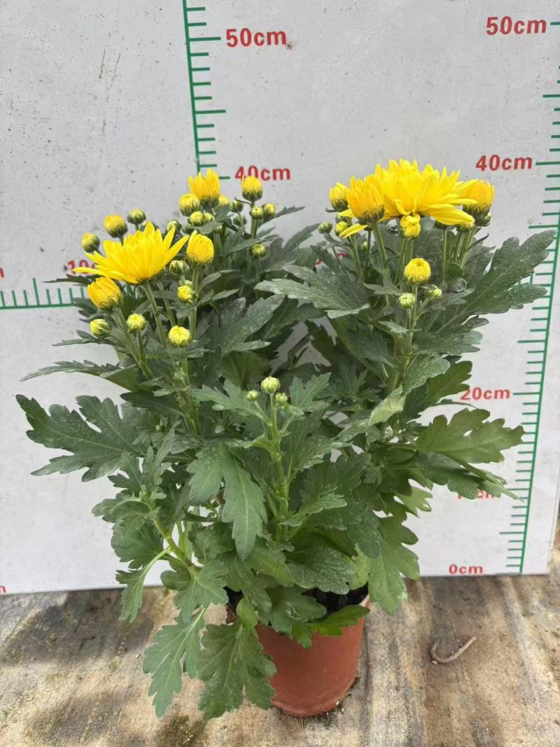 140#大量黄菊上市了，一箱24盆，基地直发，实物实拍