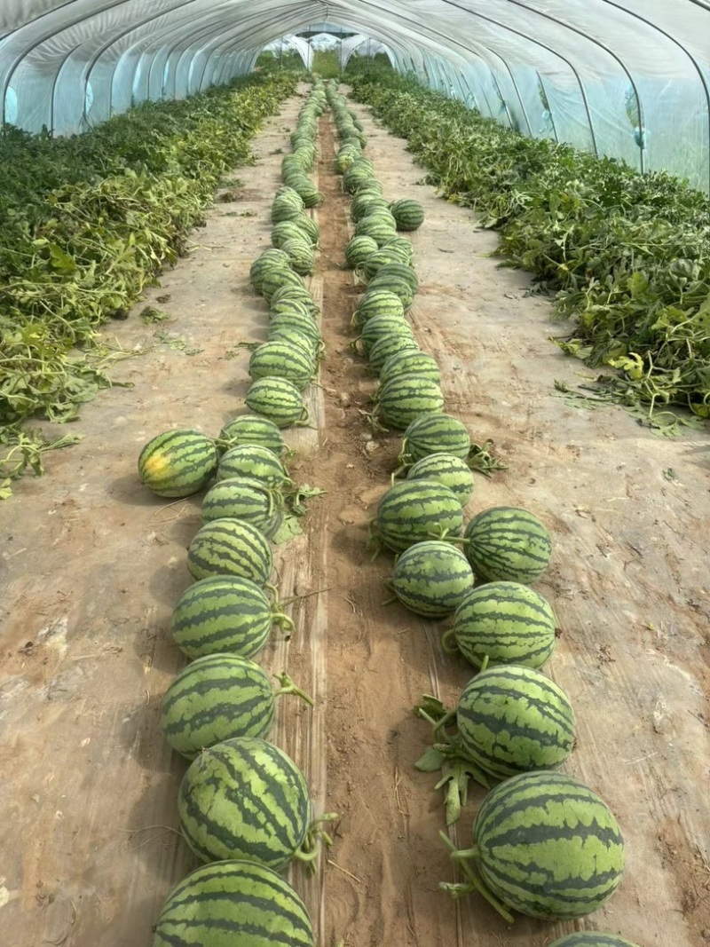 河南夏邑麒麟美都西瓜可视频订货诚信经营产地实力代发