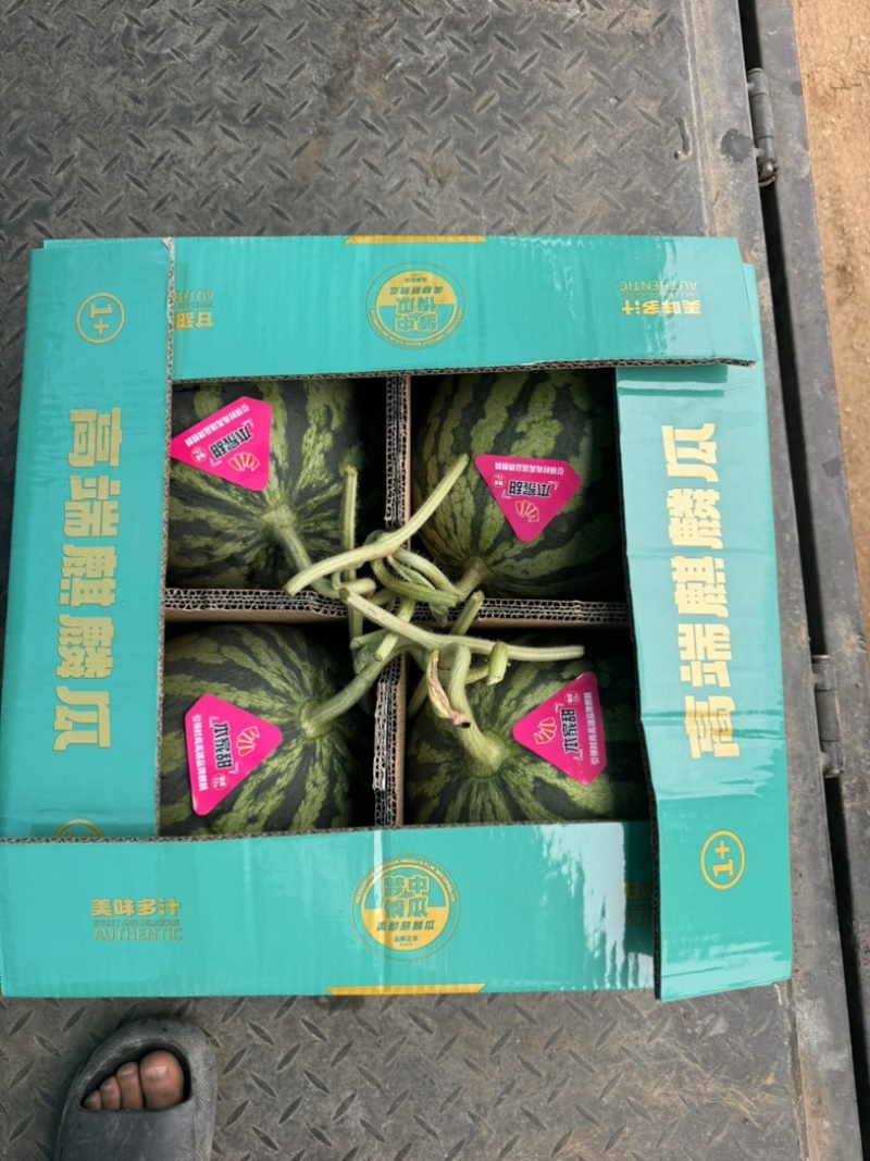 河南夏邑麒麟美都西瓜可视频订货诚信经营产地实力代发