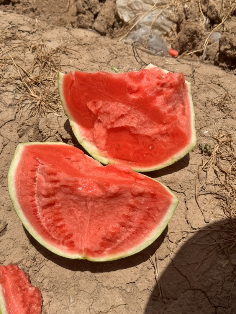 河南夏邑麒麟美都西瓜可视频订货诚信经营产地实力代发