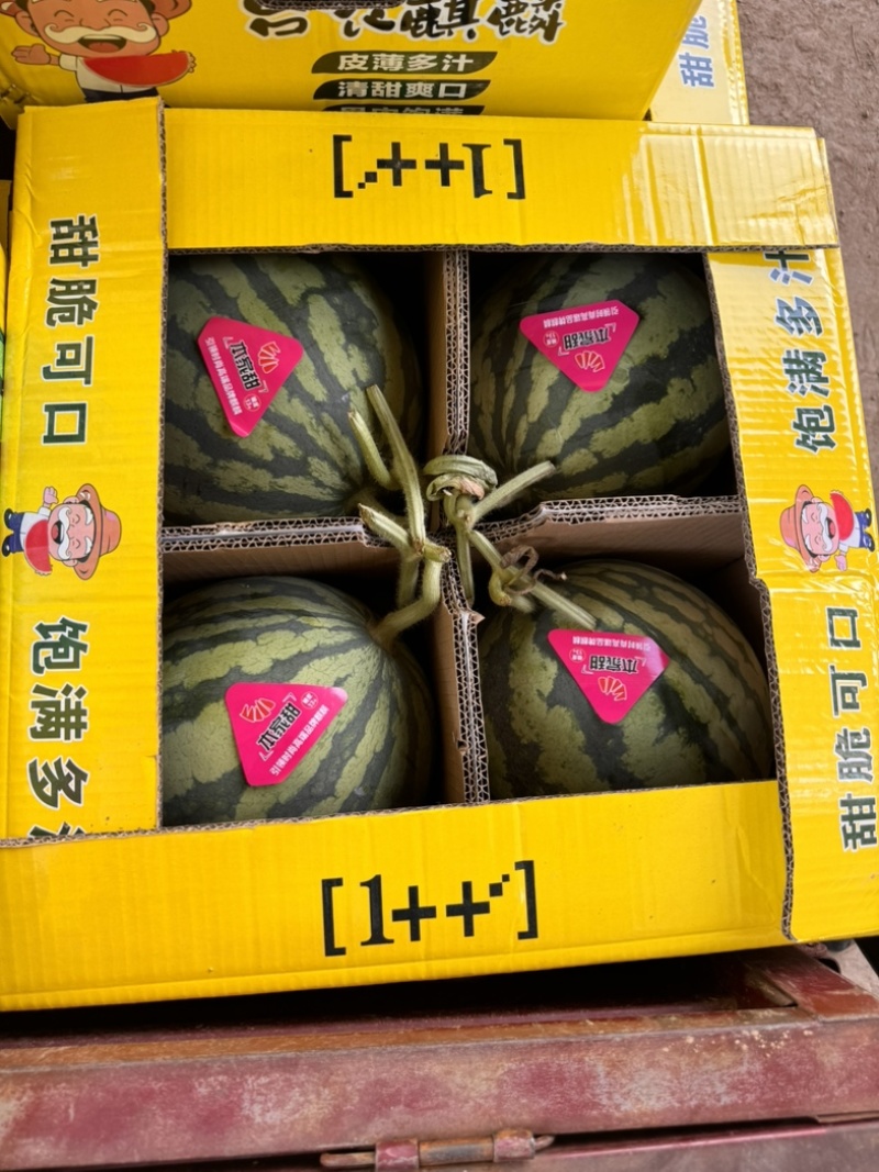 河南夏邑麒麟美都西瓜可视频订货诚信经营产地实力代发