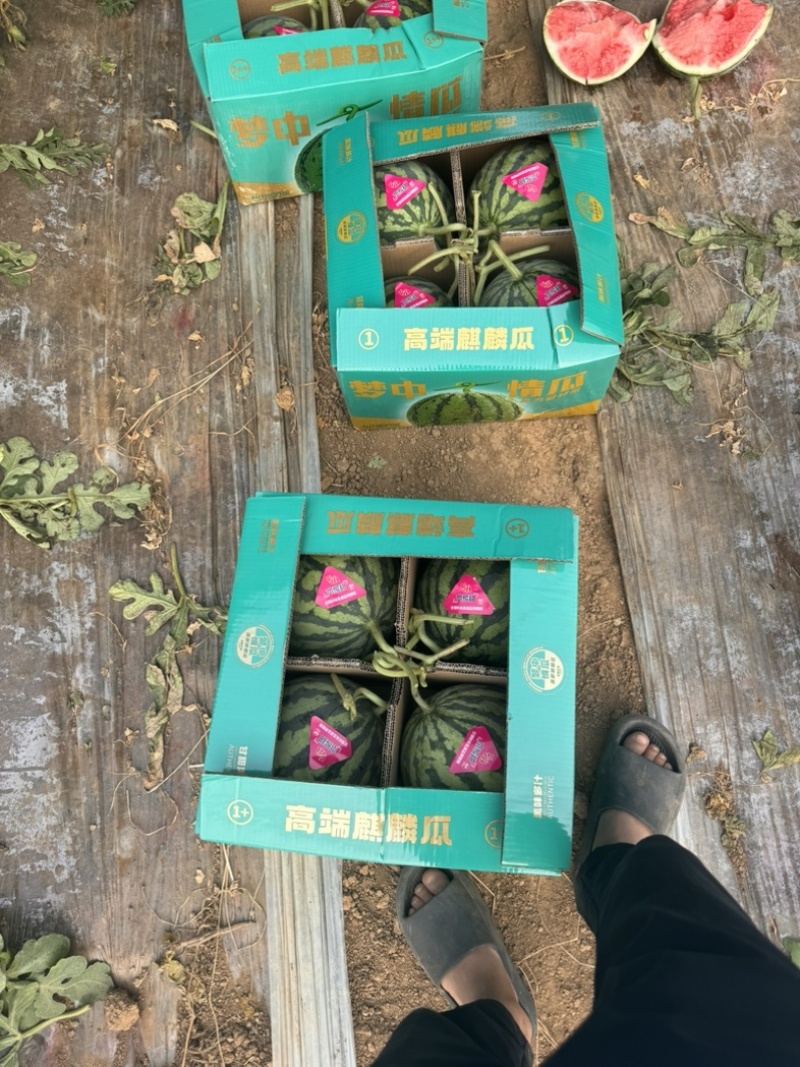 河南夏邑麒麟美都西瓜可视频订货诚信经营产地实力代发