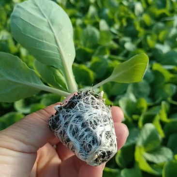 精品甘蓝苗货源充足量大从优质量保证欢迎咨询