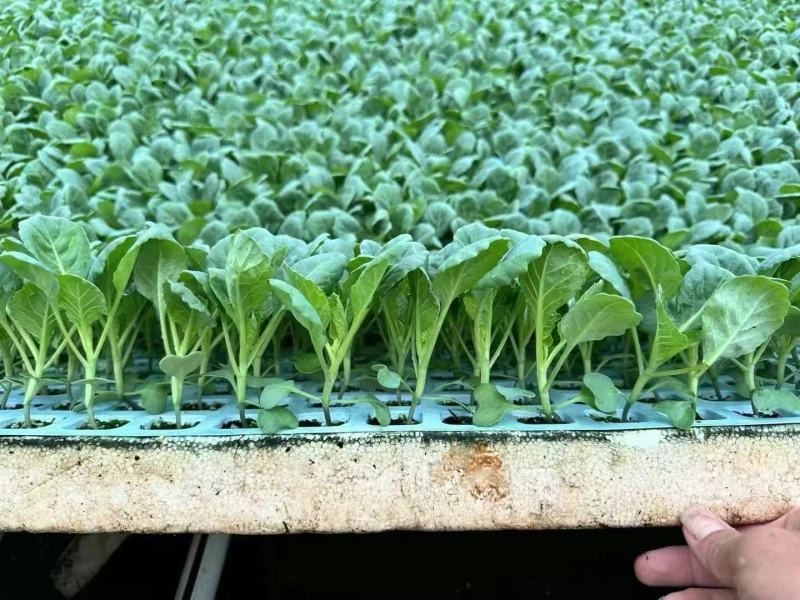 精品甘蓝苗货源充足量大从优质量保证欢迎咨询