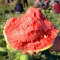 美都西瓜大量供应品质保证一手货源诚信经营欢迎咨