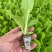 精品大白菜苗货源充足量大从优质量保证诚信经营欢迎咨询