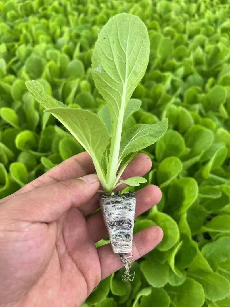 精品大白菜苗货源充足量大从优质量保证诚信经营欢迎咨询