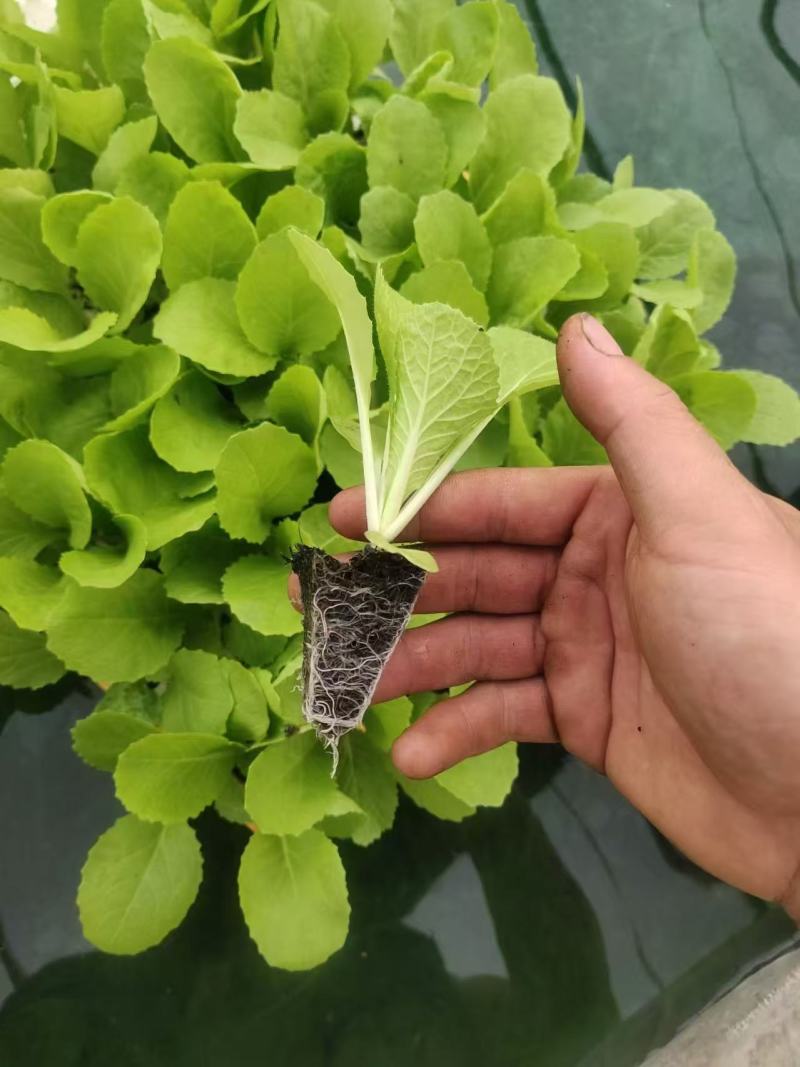 精品大白菜苗货源充足量大从优质量保证诚信经营欢迎咨询