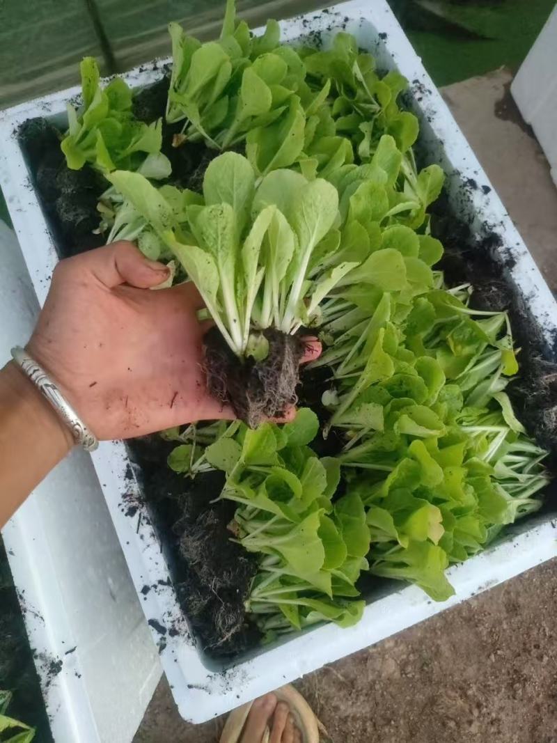 精品大白菜苗货源充足量大从优质量保证诚信经营欢迎咨询