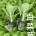 精品大白菜苗货源充足量大从优质量保证诚信经营欢迎咨询