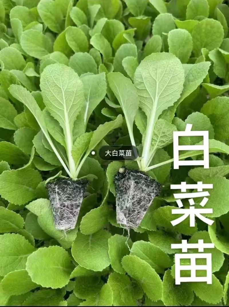 精品大白菜苗货源充足量大从优质量保证诚信经营欢迎咨询
