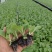 精品大白菜苗货源充足量大从优质量保证诚信经营欢迎咨询