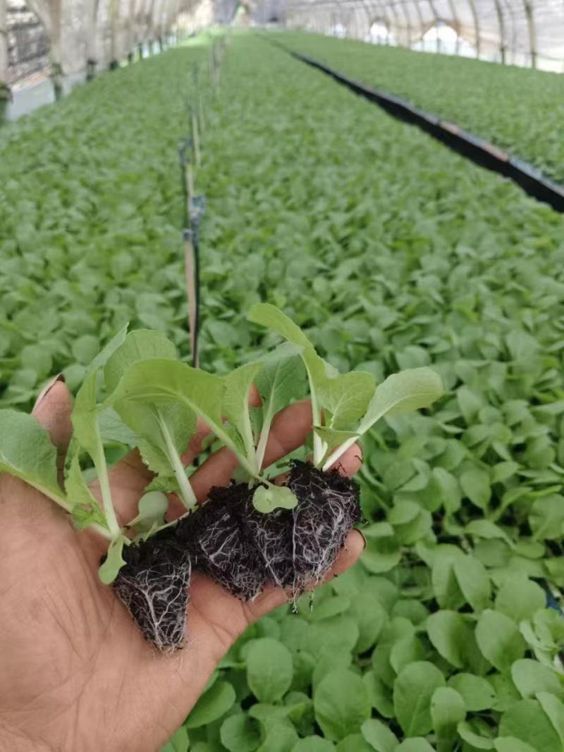 精品大白菜苗货源充足量大从优质量保证诚信经营欢迎咨询