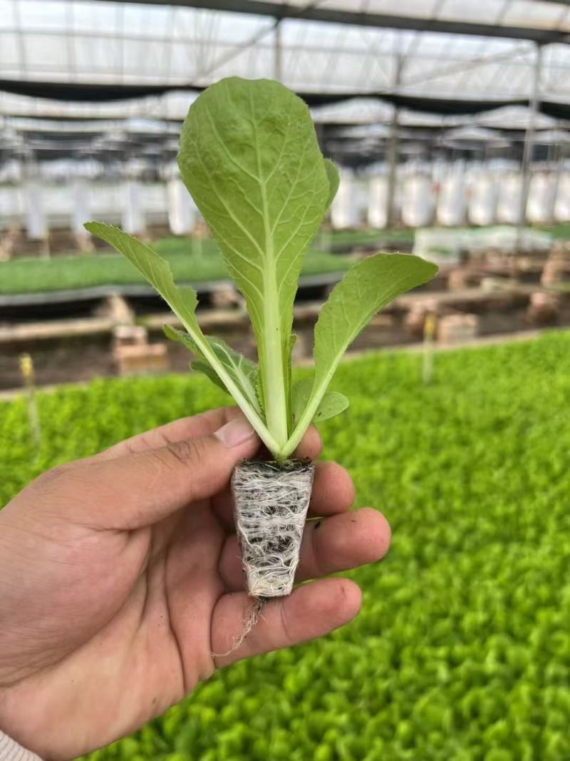精品大白菜苗货源充足量大从优质量保证诚信经营欢迎咨询