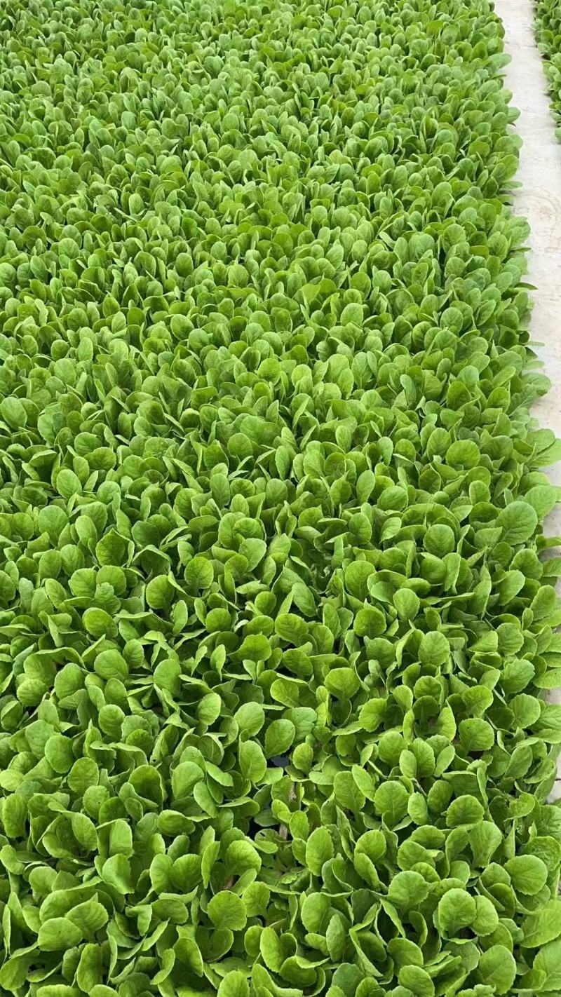 精品大白菜苗货源充足量大从优质量保证诚信经营欢迎咨询